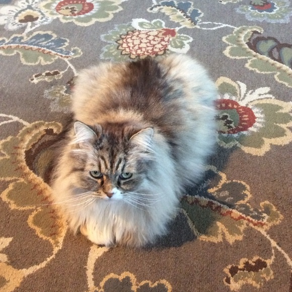 Meet your Posher, Karen - Picture 6 of 7